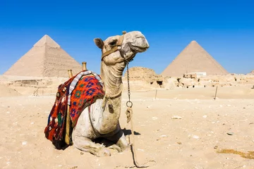 Papier Peint photo autocollant Egypte Chameau avec des pyramides en arrière-plan