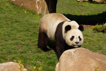 Obraz premium giant panda eating bamboo