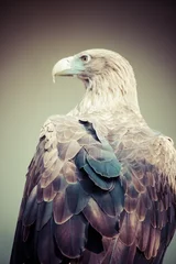 Photo sur Plexiglas Aubergine aigle royal gros plan