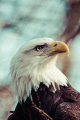 Portrait of a bald eagle