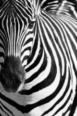 Fototapeta na wymiar Portret zebra zwierzęcy