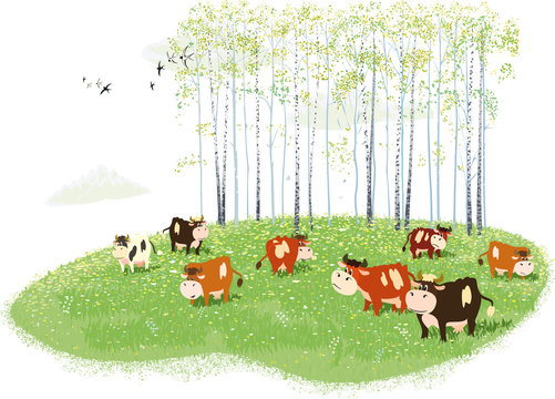 Herd of cows grazing on meadow on birches background