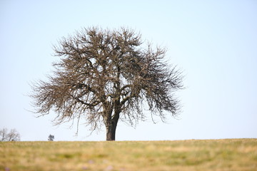 Streuobstbaum im Frühjahr