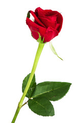 Obraz premium red rose isolated on white background