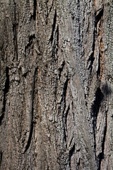 old tree texture