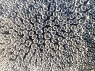 corallo © emanuela carratoni