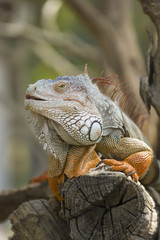 Obraz premium iguana