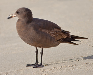 Heermann's Gull
