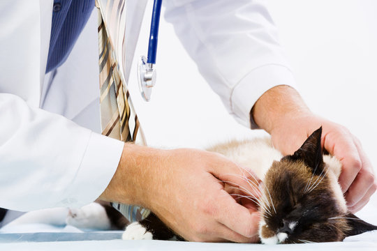 Cat at vet clinic