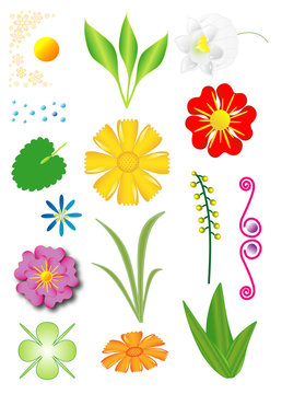 Set of flowers and plants, objects isolated, vector