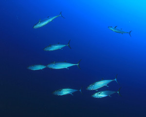 Tuna fish in Ocean