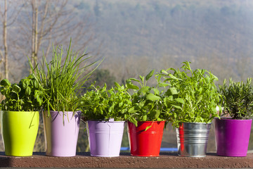 Frische Küchenkräuter in Töpfen auf dem Balkon