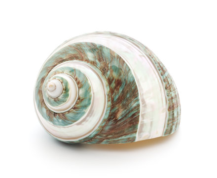 Sea shell