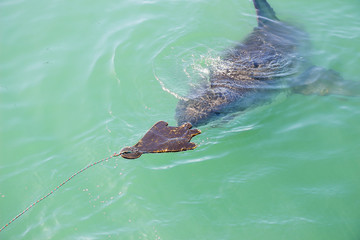 Obraz premium A Great White Shark Stalking a Wooden Seal Decoy in the Ocean