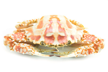 Crab isolated on white background