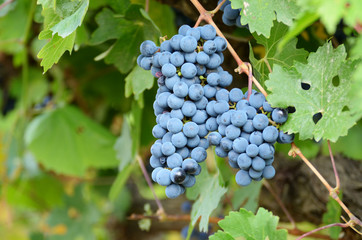 Blue grapes on vine