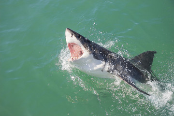 Obraz premium A Great White Shark breaching the water with its mouth open