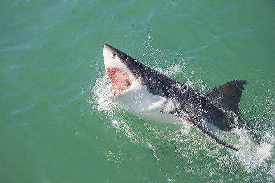 A Great White Shark Breaching The Water With Its Mouth Open