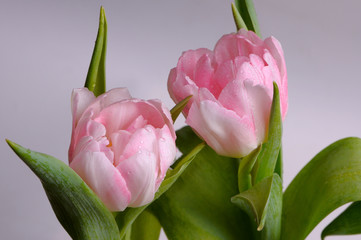 Two bud tulips
