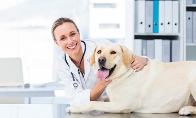 Female veterinarian examining dog - obrazy, fototapety, plakaty