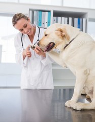 Dog getting claws trimmed by vet