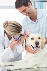 Veterinarian examining ear of dog with man