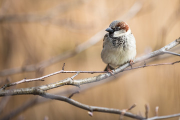 House Sparrow (Passer domesticus)