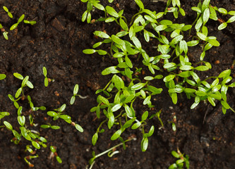 Tomato fresh sprouts