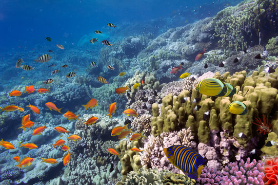 Coral landscape, Red Sea, Egypt