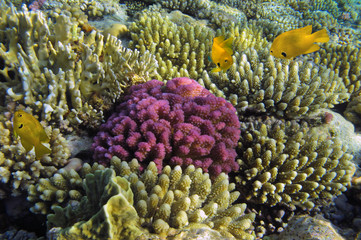 Hard coral and Sulfur damsel