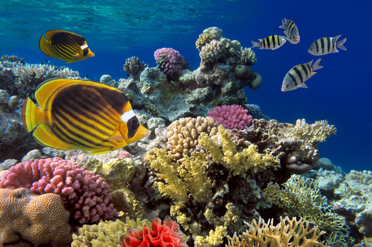 Fototapeta Coral reef with soft and hard corals with giant jellyfish