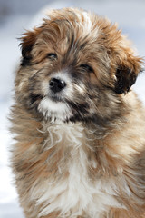 Portrait of a young shaggy puppy.