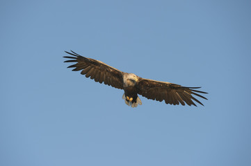 Hunting Eagle
