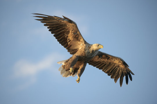 White-tailed Eagle