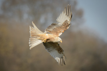 Obraz premium Red Kite - Leucistic form