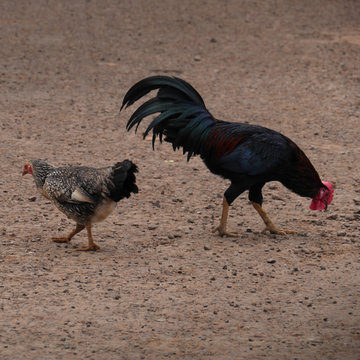 gallo y gallina