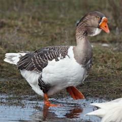 Home goose spring feeding lake.