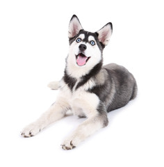 Beautiful cute husky puppy, isolated on white © Africa Studio