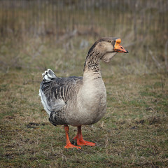 Home goose standing on spring pasture.