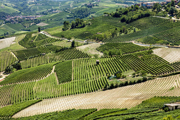paysage viticole vert et culture des vignes bio