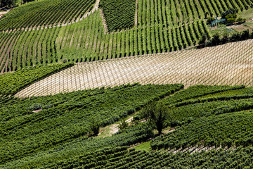 Fototapeta premium plan serré sur des vignes de différents cépages