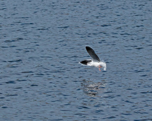 Fototapeta premium Little Gull Underwing