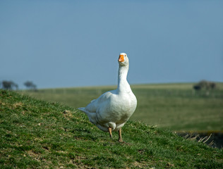 Goose