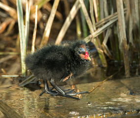Moorhen Chick