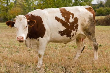 vache