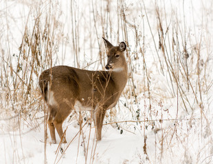 White Tailed Deer