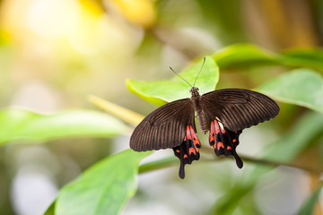 Butterfly Parides Photinus © magann
