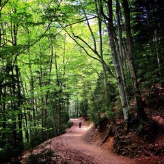 camino dentro de un bosque verde