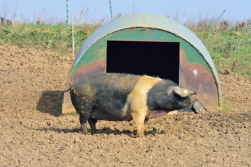 Large free range pig