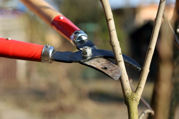 Pruning shears in the garden